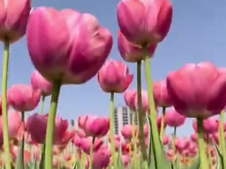 三年级下册《我的植物朋友》,如果以郁金香为题你会怎么写呢?#小学作文