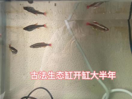 开缸大半年的30古法生态小缸 #白云金丝鱼 #古法养鱼 #观赏鱼 #开缸 #空气缸