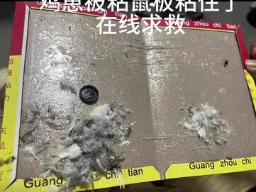 去朋友家玩 小鸡被粘鼠板粘住了 在线求救#带标识合法鹦鹉 #鹦鹉🦜 #萌宠出道计划 #手养鹦鹉 #手养鸟 手养玄凤 半小时前还活蹦乱跳的小鸡 发现的时候就被粘鼠板弄到了 哭到失声 宠物医院晚上异宠医生还不在 自己用温水洗了一遍 吹风机一直吹 沾到的羽毛也剪掉了 愿老天保佑🙏