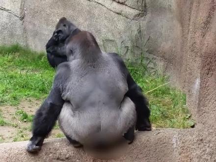 游客围观猩猩拉便便,不料猩猩怒了,画面太刺激了