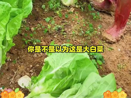 在家一定要种点这个口感鲜美,生长速度快#奶油快菜 #快菜 #在家种菜