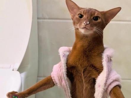 立粑拉 听说你很有名啊 #猫咪#猫咪的迷惑行为#搞笑