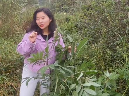 你知道这味广泛生长于田间地头的中草药吗?