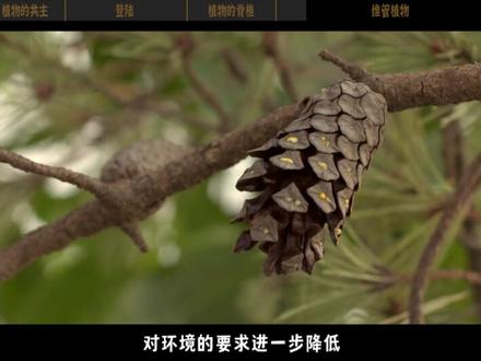 植物最开始是由类似“精细胞”或者“卵细胞”的单倍体发育的!(三)