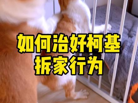 你们知道如何简单治好柯基的拆家行为吗#柯基 #拆家 #小短腿的快乐