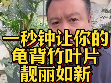 龟背竹叶片清洁#养花小知识 #龟背竹 #龟背竹养护