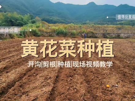 黄花菜种植现场视频教学,原创干货分享请点赞收藏防止用的时候找不到了。#黄花菜种苗 #乡村振兴 #抖音助农 #农业种植致富项目 #现场实拍