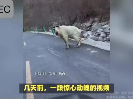 陕西自驾险遭羚牛顶撞,羚牛为何是秦岭杀人王?遇上了该怎么办?