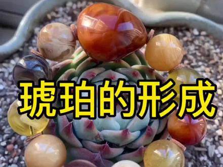 跟大家聊一聊这琥珀是怎样由树脂变成琥珀的??#原石