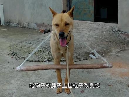 给狗挂两端绑绳子的棍子,狗子会有什么反应? #狗狗限速器 #非正常养狗 #狗狗测试 #整蛊狗子 #奇葩