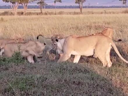 500斤狮子作死挑战,不料惨被整成,刺猬脸,豪猪:不用谢