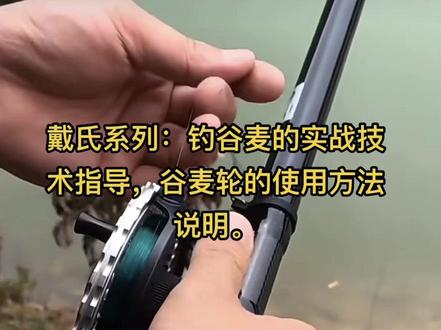 戴氏系列:钓谷麦的实战技术指导,谷麦轮的使用方法说明#戴氏谷麦轮 #戴氏 #戴氏达波 #戴氏青云铂金版 #戴氏谷麦轮