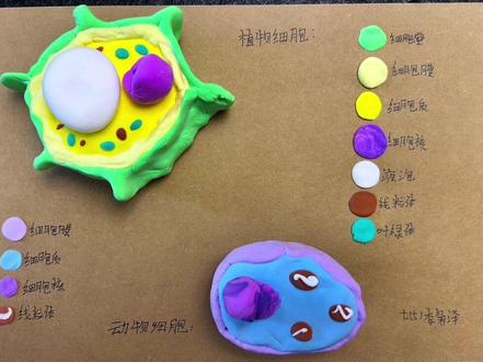 #七年级上册 #生物 #植物细胞粘土模型 #植物细胞 #轻泥土 超级详细的制作过程哈哈哈😆