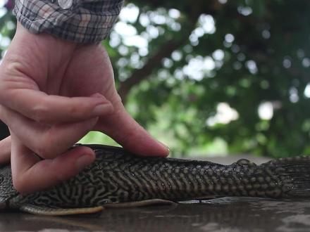 小二吃淡水鱼里的王者,清道夫 #清道夫 #美食 #吃播 #美食趣味计划