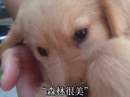 那故事要说回很多年前了 他现在应该是个三岁的小男孩了吧#那故事要说回很多年前了 #这个世界不能没有小狗 #金毛 #宠物