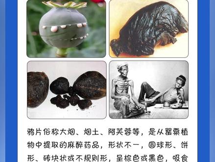 【毒品科普】鸦片 #识毒防毒拒毒 #认识毒品 #禁毒