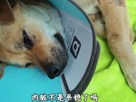 从命悬一线到清创治疗,本以为慢慢向好,却没想到风波再起,小小身躯到底要扛多少苦💔#狗狗救助 #毛孩子 #受伤狗狗后续 #万物皆有灵性 #愿每个生命都被温柔以待