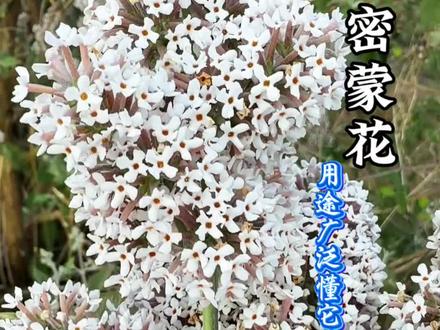 蜜檬花,用途广泛,很多人都应该了解一下,你们还知道他有哪些妙用,打在评论区#营养知识 #农村生活 #密蒙花#山货
