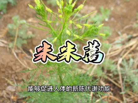 野菜米米蒿,全身都是宝,你知道它的作用和价值么? #乡村味道 #大自然的馈赠 #米米蒿 #创作灵感