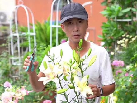 给百合花打顶掐心,促进分枝长更旺,开出更多花量