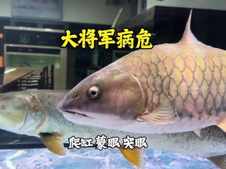 钓鱼归来,发现大将军(军鱼)定水期间病危,趴缸蒙眼突眼,立即捞出来单独治疗,希望能挺过这一关🙏#豆爸先生养鱼日记 #豆鱼路亚#军鱼
