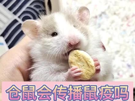 仓鼠会传播鼠疫吗?#鼠疫 不信谣 不传谣不造谣