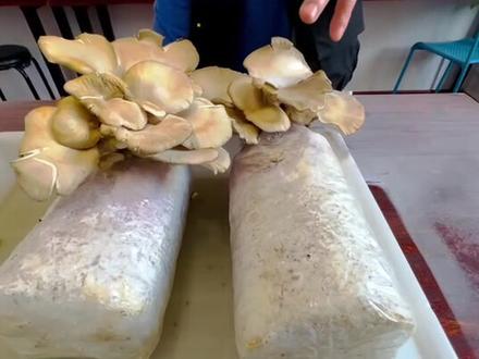 #科学实验 蘑菇的孢子粉