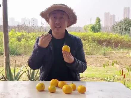 小朱带您了解橘子表面的小黑点是什么