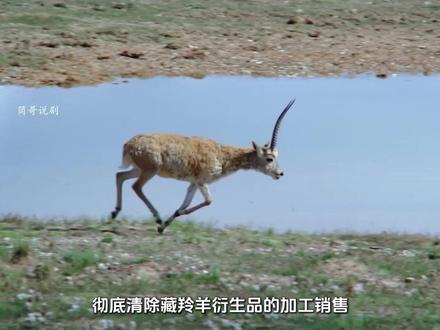 胡歌杨紫新剧《生命树》:在多杰去世多年后 发生了天翻地覆的变化每个人都迎来不同的生活#生命树 #生命树我将反复看