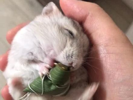 端午节要来啦!准备好给仓猪们过节了嘛?粽子可是必不可少的哦!#仓鼠 #萌宠 #仓猪 #迷你粽子 #端午节