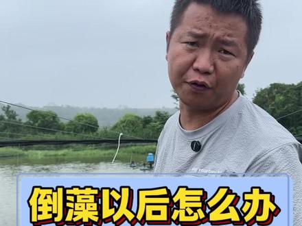 鱼塘倒藻以后应该怎么办? #倒藻 #鱼塘倒藻