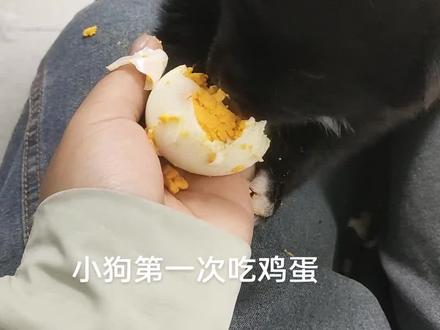 捉到一只爱吃鸡蛋的小奶狗🥚#狗狗 #毛孩子的日常 #吃货