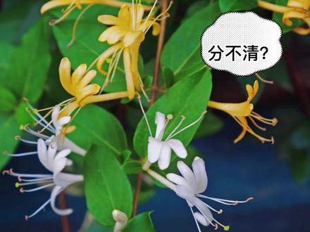 金银花和山银花,傻傻分不清?#金银花 #分享养花知识@抖音小助手