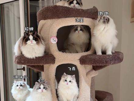 每只小猫都是独一无二的 #OPM #OPM布偶猫 #opium布偶猫 #顶级布偶猫