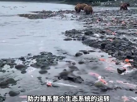 为什么棕熊只吃三文鱼的皮和脑 #知识科普#科普一下