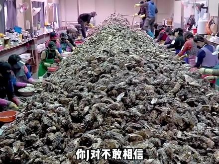 探访生蚝养殖场,生蚝原来是这样生长的!#dou来科普一下#卓卓先生 #涨知识 #科普一下 #生蚝