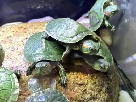 如何描写小乌龟呢?做个小练笔分享给大家吧#小学作文 #小乌龟