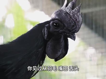 鸡中翘楚,一只可不便宜 #生物科普 #科普 #冷知识 #鸡 #黑鸡