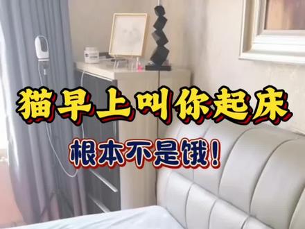 猫咪早上粘着你,猫为什么在早上的时候对人最亲近?其实这背后藏着一个让人心疼的秘密,#新手养猫 #养猫经验分享 #宠物冷知识