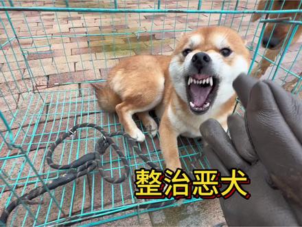 今天来继续整治这条咬人凶猛的恶犬,对于这种咬人的恶犬必须把它咬人的坏习惯给改正。#农村生活 #狗 #乡村守护人 #于大仙的农村生活