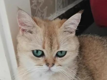 盲盒已开,重点色手套布偶,颜值还挺奈斯。#猫🐱 #家有萌宠
