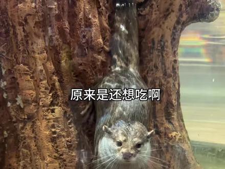小水獭有多聪明! #长沙zoolung大型室内动物园 #王思聪的动物园 #水獭 #水獭宝宝 #亲子游玩好去处