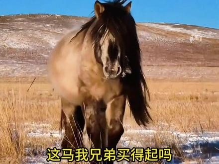 这几种世界名马我兄弟买得起吗? 潇潇万物每天与你趣味科普#科普 #马 #汗血宝马 #涨知识 #小矮马