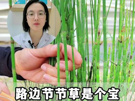 路边节节草是个宝,记住4种经典搭配,省钱又好用 #中医 #养生 #科普 #科普一下 #草药
