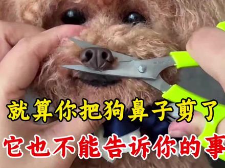 就算你把狗鼻子剪了,它也不能告诉你的事#养狗经验分享#狗狗驱虫 #新手养狗#养狗人 #养狗小知识