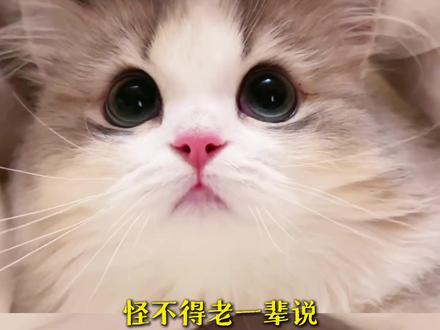怪不得老一辈说猫能看到脏东西#萌宠 #猫咪 #猎奇 #特效
