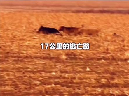 近日,吉林长春7只家犬疑被偷后集体逃脱,结伴穿越17公里返家的事件引发关注。3月16日,有网友发现它们在长双快速路车流间穿行,又拍到其在田野行走的画面。3月19日,志愿者证实狗狗已安全回村,其中一位狗主人称自家丢失的德牧和金毛万幸归来。#狗狗 #万物皆有灵性 #热门#七只狗狗大逃亡