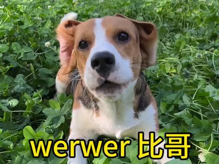 号称森林之铃的比格犬#萌宠#狗狗#比格犬#萌宠出道计划 #神奇动物在抖音