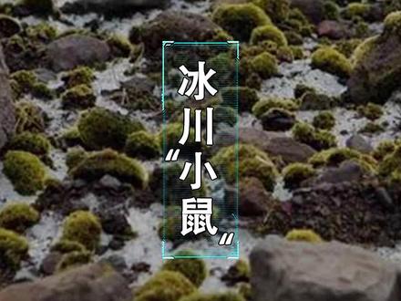 阿拉斯加冰面上苔藓球结队前行,行为之谜至今无解。#萌知计划 #科普知识 @抖音青少年