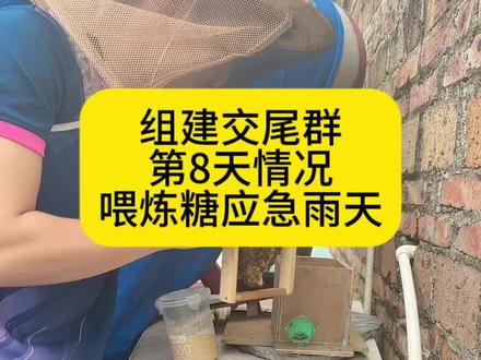 组建交尾群第8天,蜂王成功了#交尾箱 #交尾群 #培育蜂王 #蜜蜂养殖